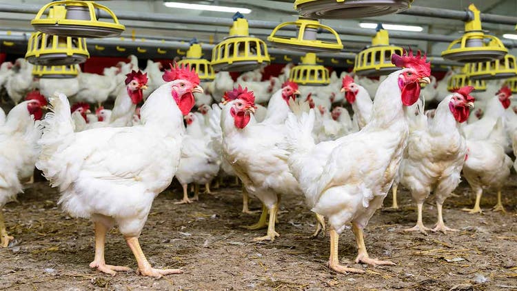 Group Of Broiler Chickens Raised Without Antibiotics
