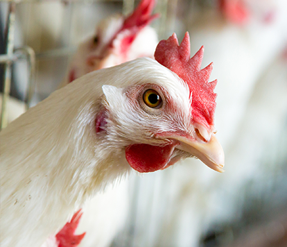 Chicken headshot closeup