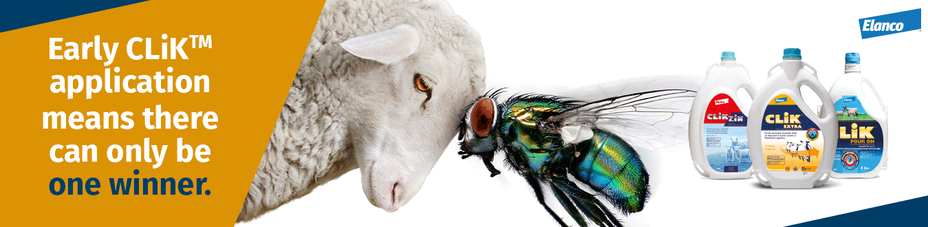 CLiK Extra blowfly control for sheep