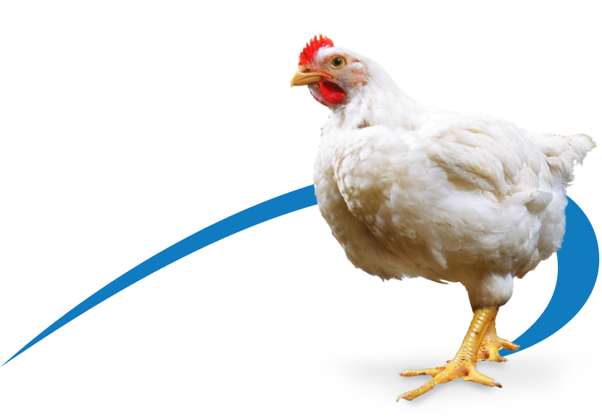 Além da Segurança Alimentar: 
Avaliação de benefícios em desempenho, através da prevenção contra Salmonella