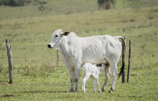 Bezerro nelore mamando na vaca no pasto