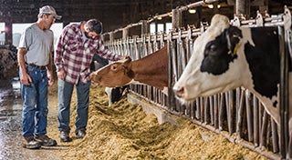 two men in a barn looking at a cow in a pen with one of the men touching the cow