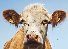 Flies can cause stress in cows