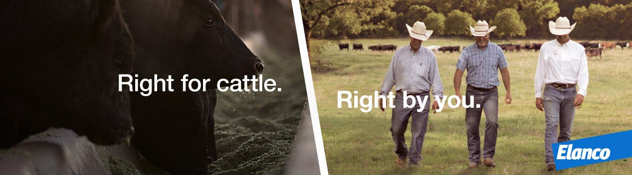 Elanco Beef Header Image