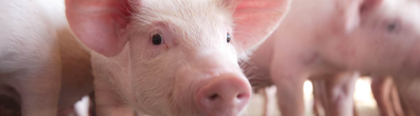 Piglets