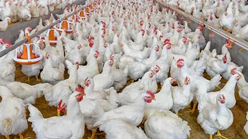 Hens In Poultry House Protected From Infectious Bursal Disease With Vaccines