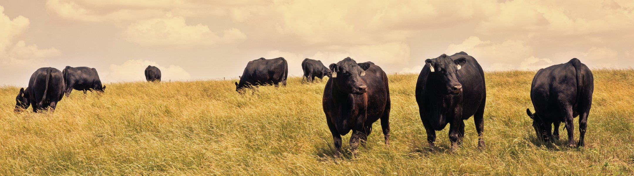 Hookworm in Cattle - WormBoss