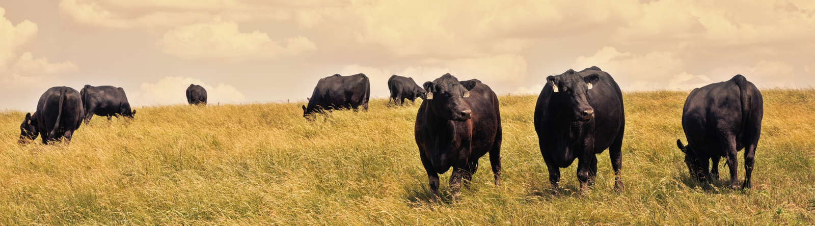 Cattle in field