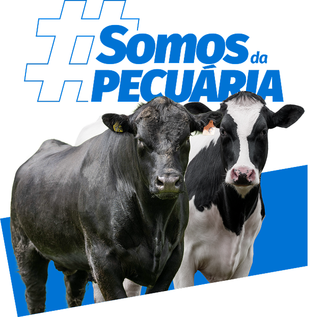 Gado com fundo azul e a frase Somos da Pecuária