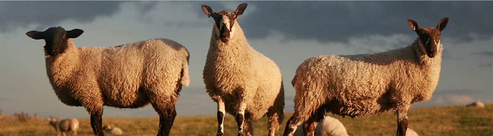 Sheep at risk of ticks