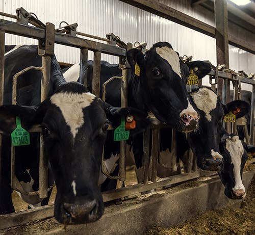 A row of black and white Holstein dairy cows stand in a barn, their heads reached through metal stanchions to eat feed from a long concrete trough. They are wearing colored ear tags, including green and yellow.
