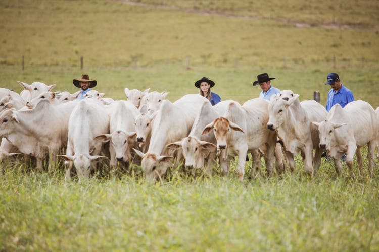 Lote de bezerros nelore em fase de desmama com funcionários da fazenda ao fundo sobre um pasto verde.