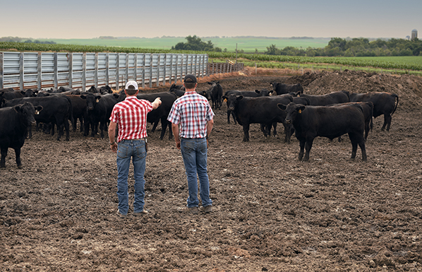 Cows and farmers in pasture