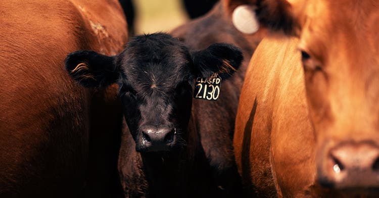 suckling-calf-implants