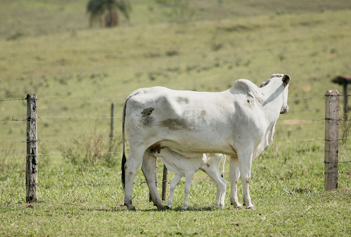 vaca e bezerro nelore juntos