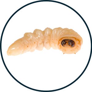 Blowfly larva