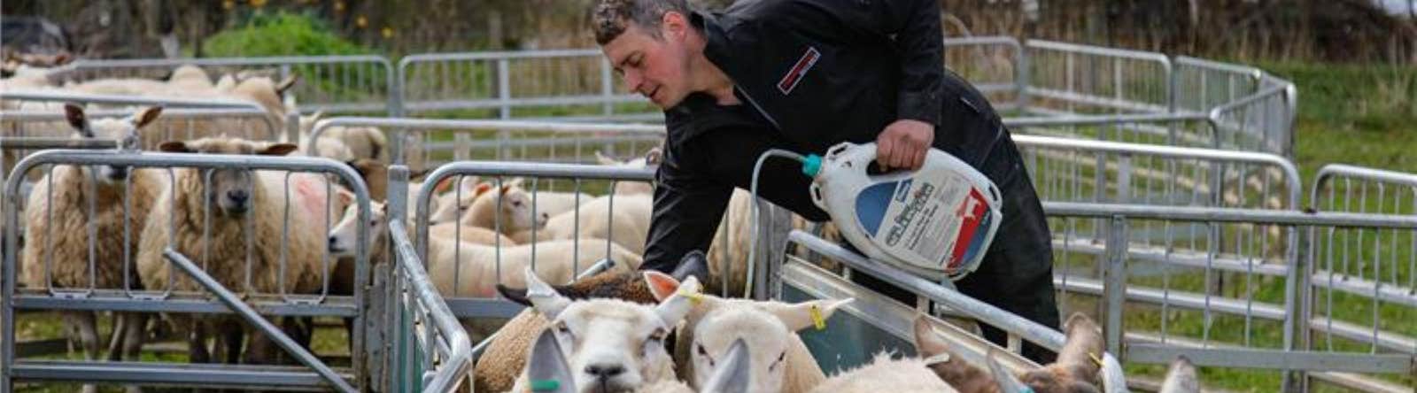CLiKZiN being applied to sheep by farmer Gregor