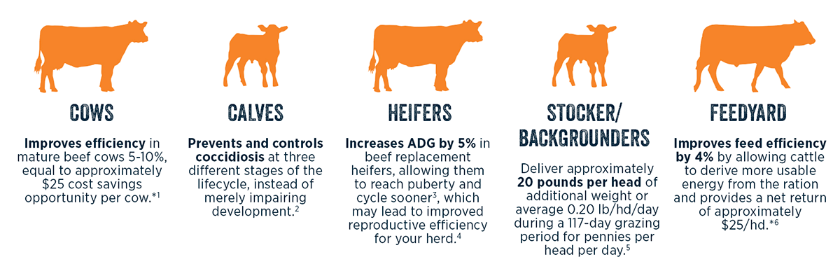 Infographic showing the benefits of Rumensin across five cattle stages: Cows (5-10% improved efficiency), Calves (coccidiosis control), Heifers (5% increased Average Daily Gain), Stockers/Backgrounders (20 lbs additional weight), and Feedyard (4% improved feed efficiency). Each stage features an orange cattle silhouette and specific performance metrics.


