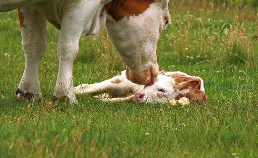 Vaca lambendo o bezerro recém-nascido