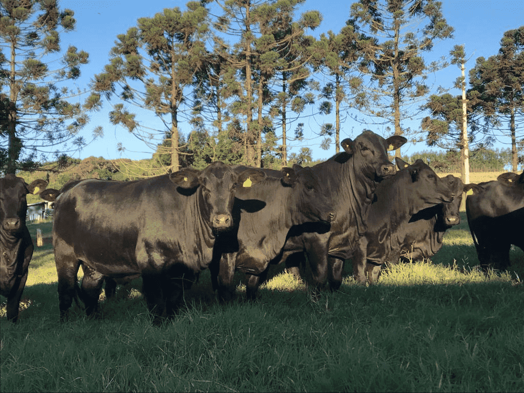 Novilhas na fase de recria, no que chamamos de “confinamento a pasto”