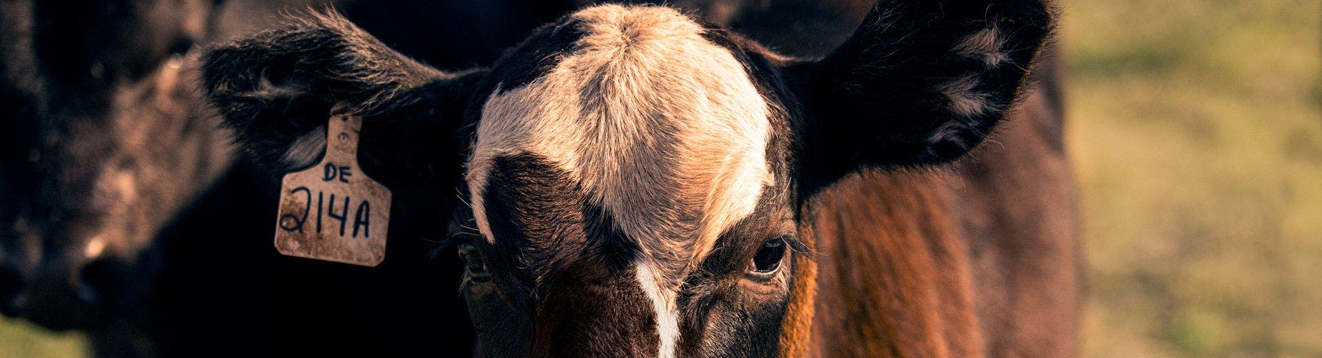 A black and white beef animal stands in a pasture.