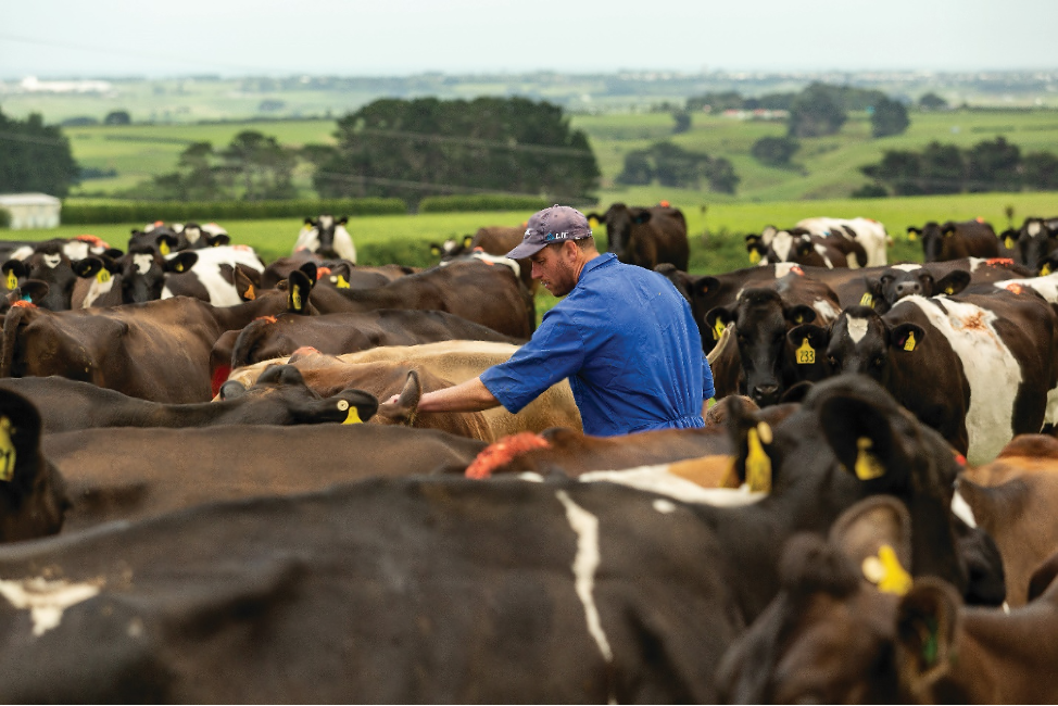 NZ farmer