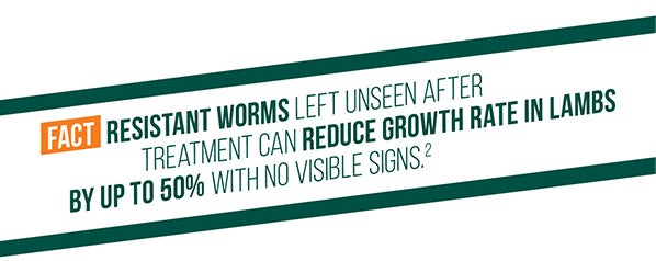 Resistance worms reduce growth rate in lambs by up to 50%