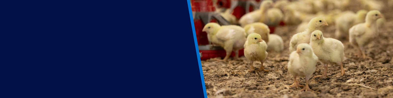 A group of young, yellow chicks standing together on the ground in a poultry barn.
