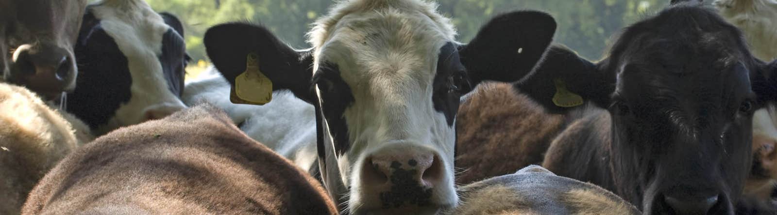 Cattle at risk of ectoparasites