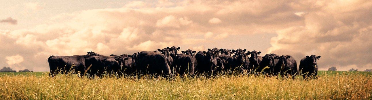 Herd of black beef cattle roam together on a range.