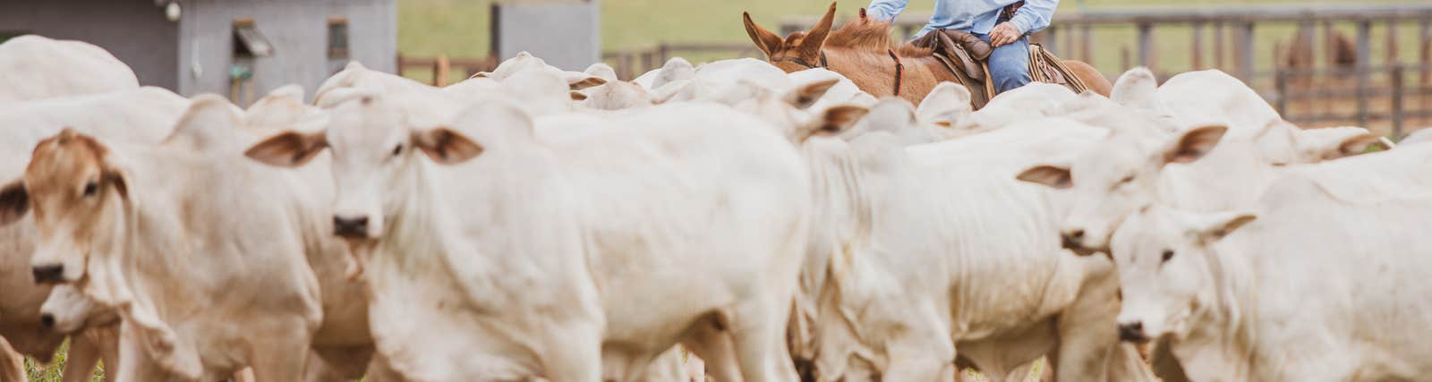 Lote de bezerros nelore sendo conduzidos por um peão a cavalo