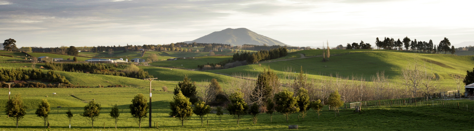 NZ farm