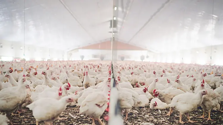 Group of Broilers Protected With Salmonella Vaccine