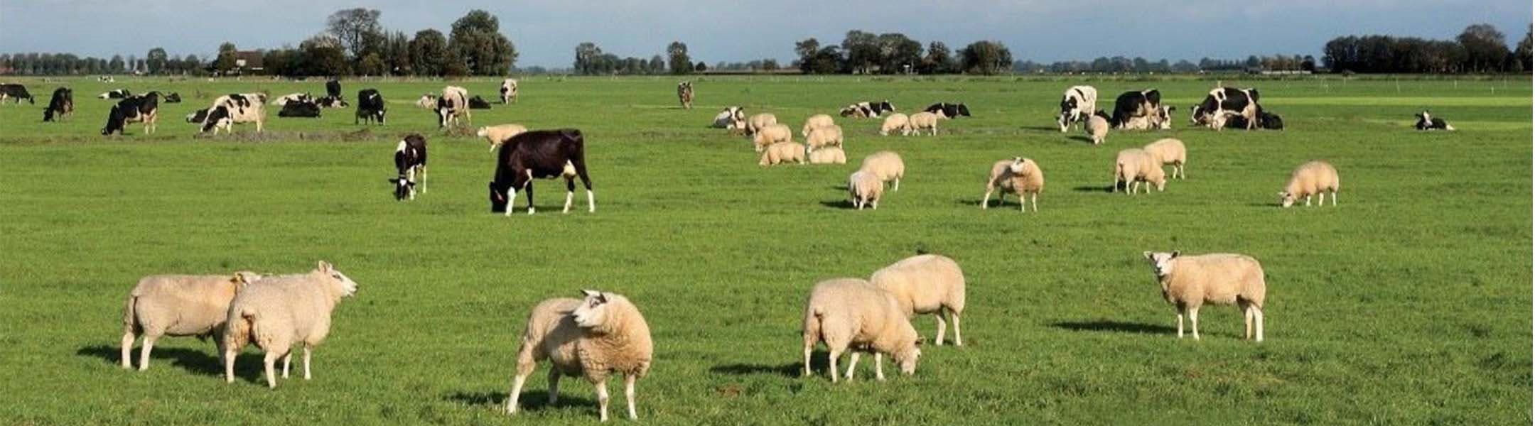 Dairy cows and sheep grazing
