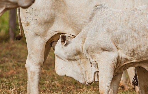 Bezerro nelore mamando em sua mãe