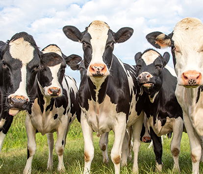 Vacas leiteiras juntas olhando