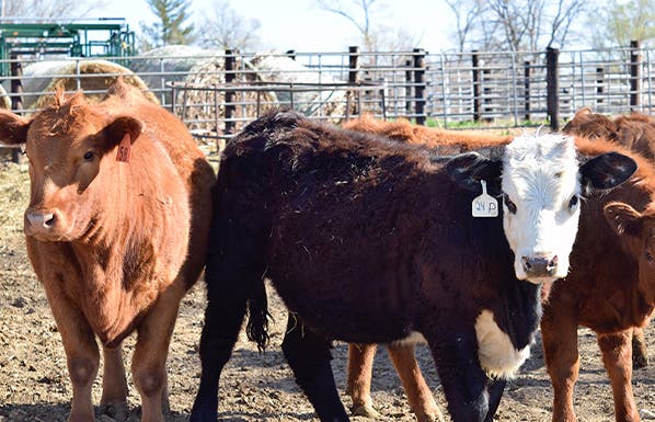 Cattle in feedyard