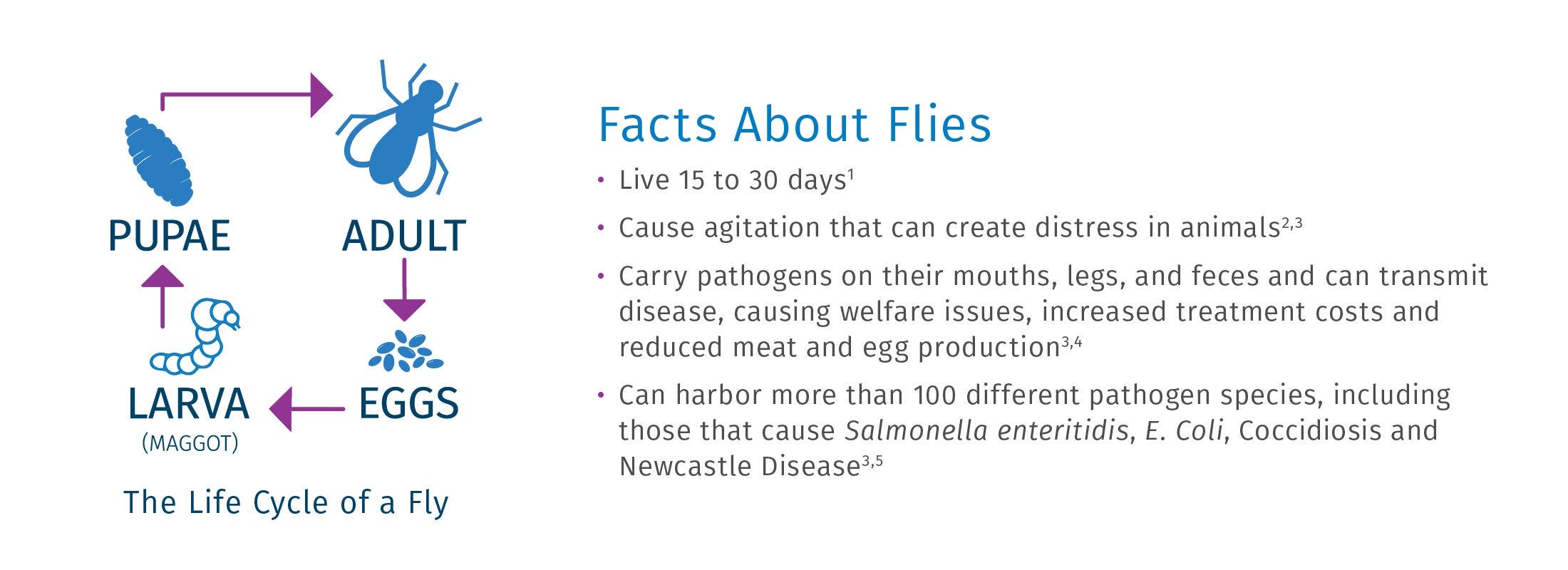 The life cycle of a fly diagram and some interesting facts about them