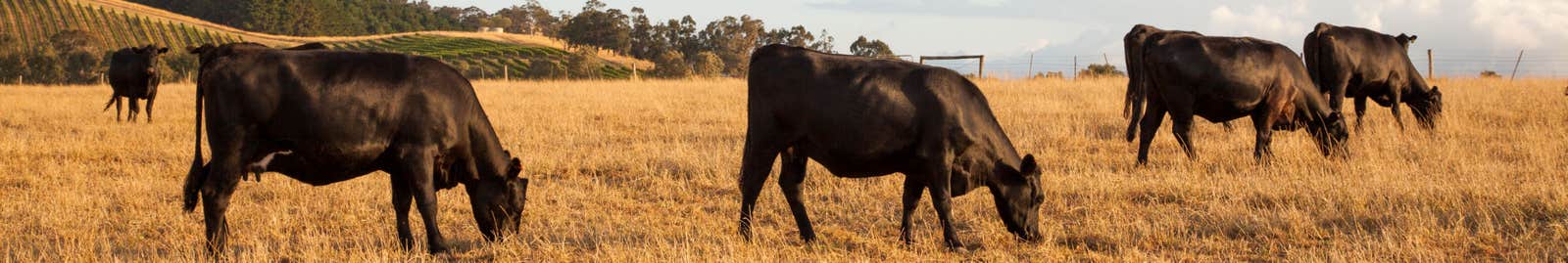 Cows in field