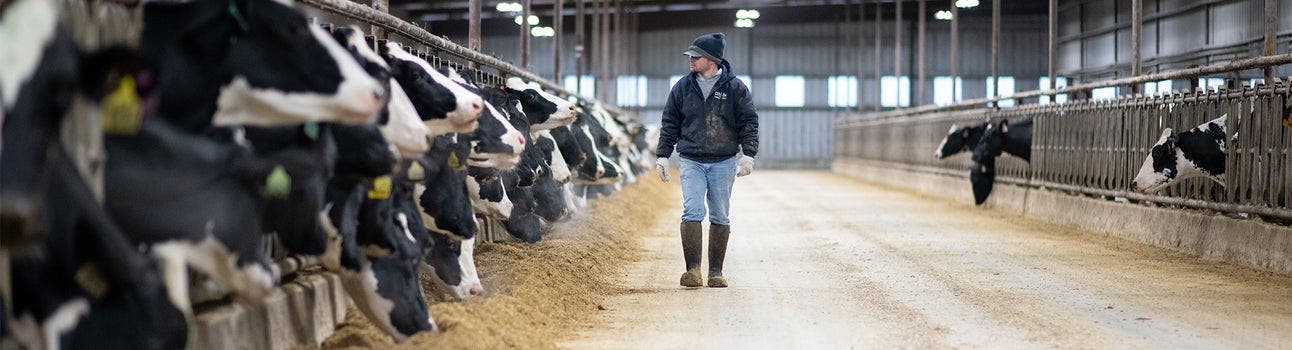 dairy cattle