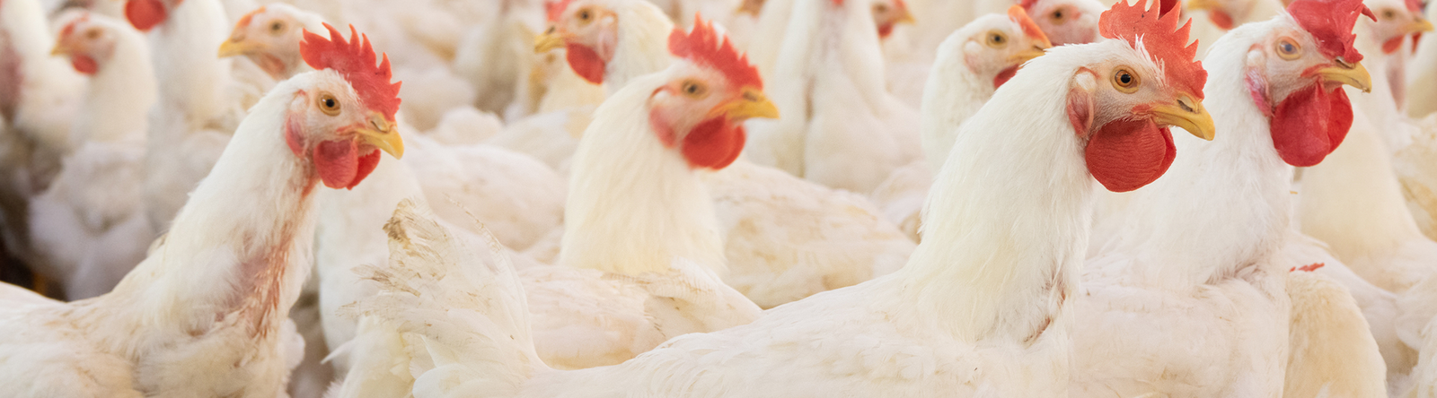 poultry