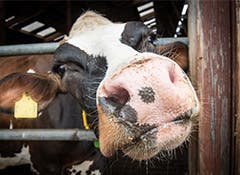 Dairy cows at risk of parasites including liver fluke and worms