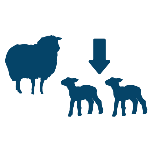 The impact of blowfly strike on fertility of ewes