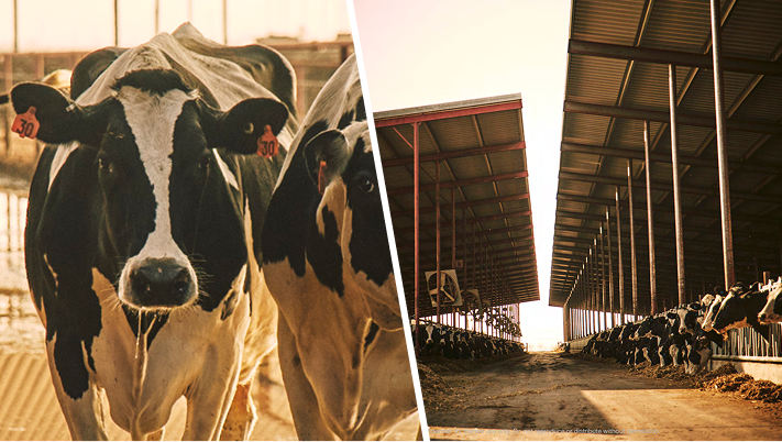 A split image showing a close-up of two black and white Holstein cows on the left, and a wide view of a barn aisle with rows of cows feeding on the right, both bathed in warm, golden light.