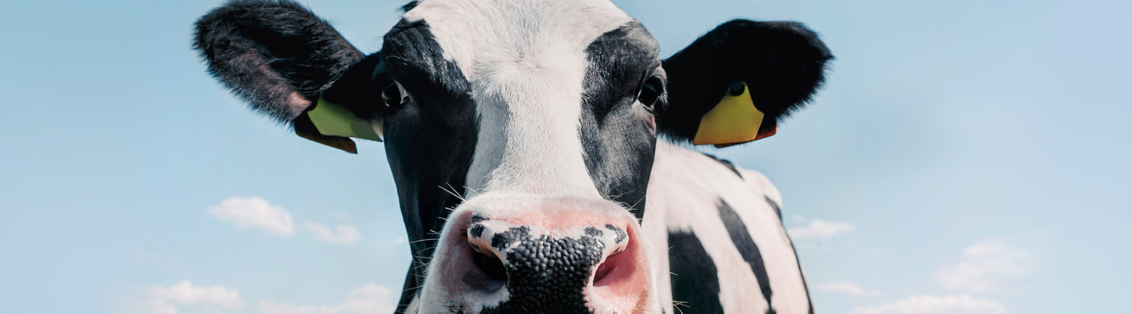 Imagen_articulo_manejo_vacas_lecheras 