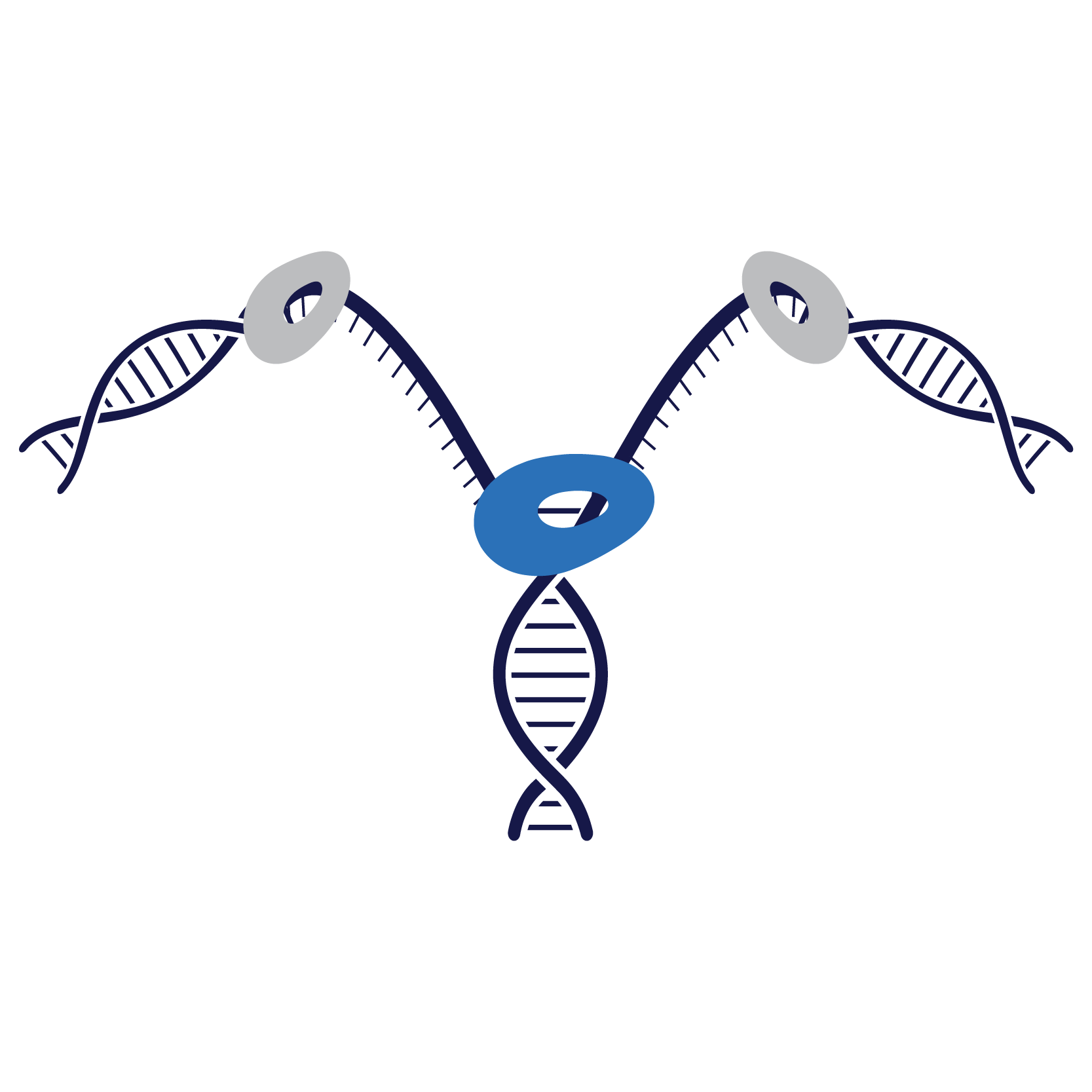 This image shows the bacteria in replication with the DNA