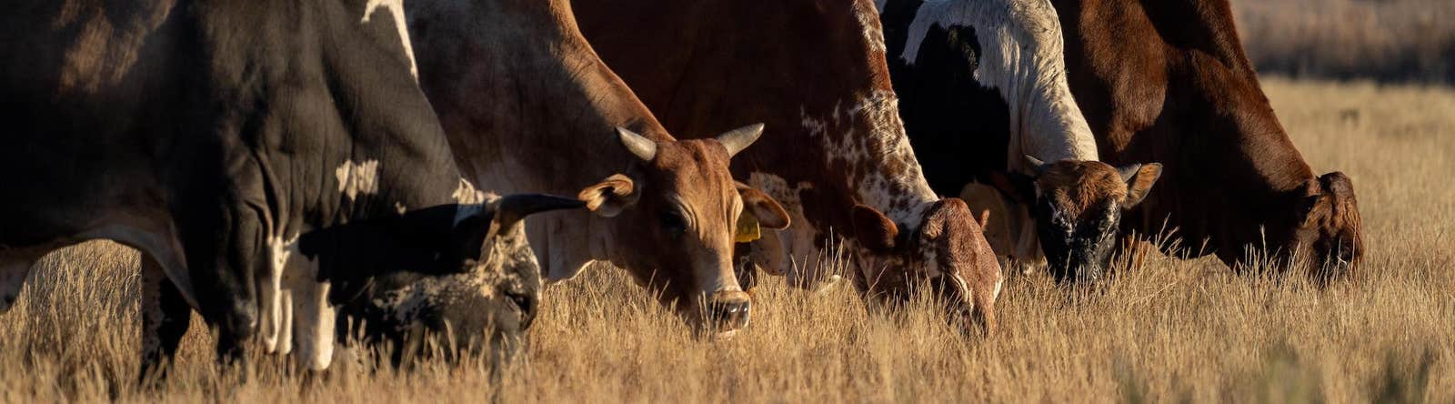 Cattle grazing