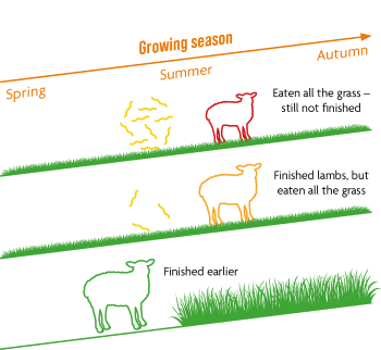 Make the most efficient use of the feed that's available to sheep - don't feed the worms!