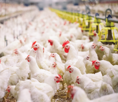 Nutricion animal avicultura 