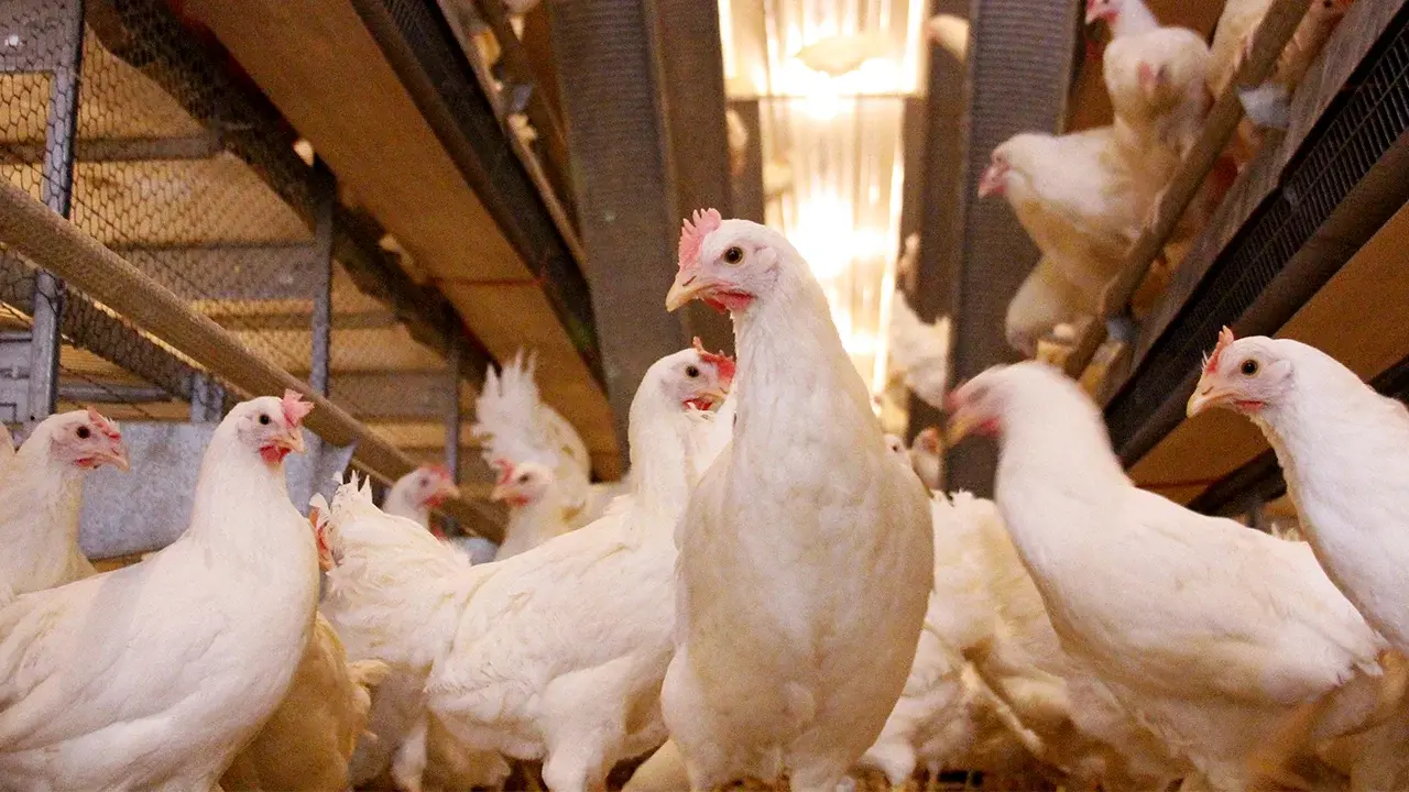 photo laying hens